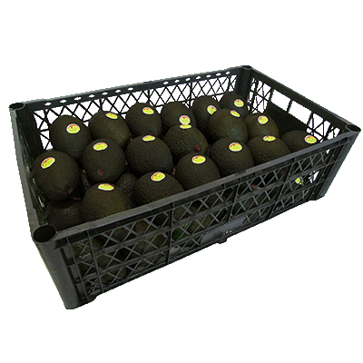 Avocado a Granel