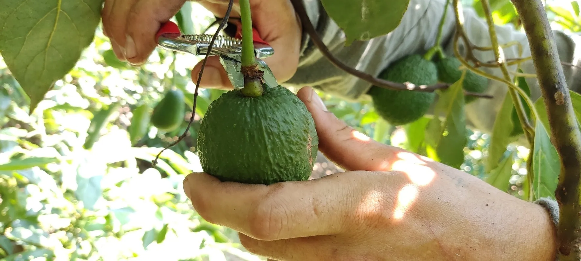 Fazenda Jaguacy1