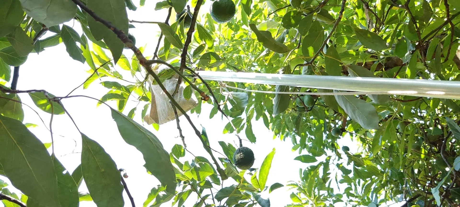 Fazenda Jaguacy2