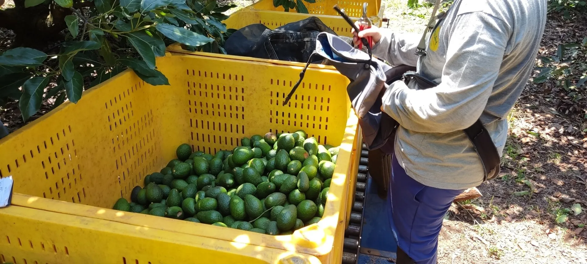 Fazenda Jaguacy4
